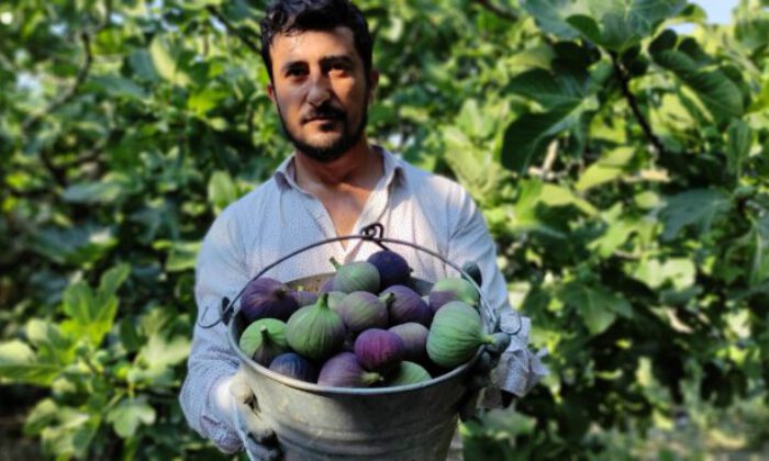 Dünyaca ünlü siyah incirde hasat başladı