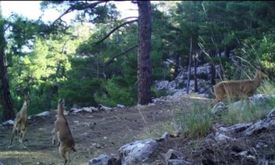 Geyiklerin doğal ortamlarındaki görüntüleri belgeselleri aratmadı