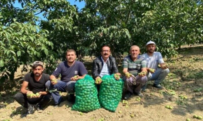 Bursa’da ceviz hasadı başladı