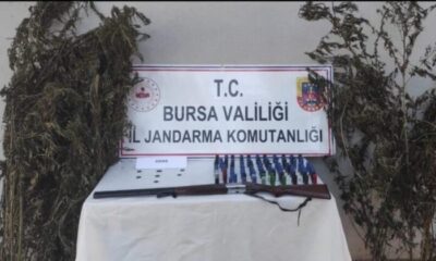 Bursa’da kenevir tarlasına jandarma baskını