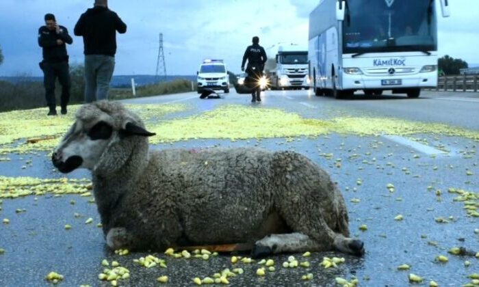 TIR şoförünün dikkati faciayı önledi