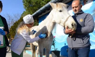 Hırsızlık yapanlar şiddet uygulayıp ölüme terk etti… Belediye sahip çıktı