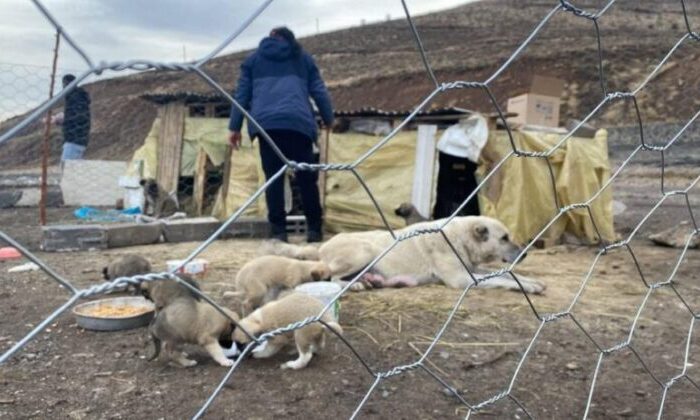 Yavru köpeklere barınak yapıp, beslemek için her gün 5 kilometre yol gidiyorlar