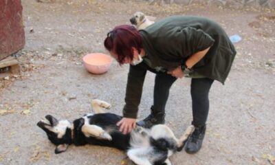 Öğretim Görevlisi Altınbaş, kendi imkanlarıyla kampüsteki köpeklere bakıyor