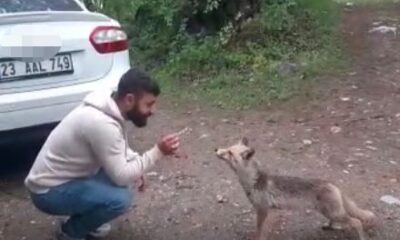 Tilkiye kraker yediren vatandaşın gülümseten anları