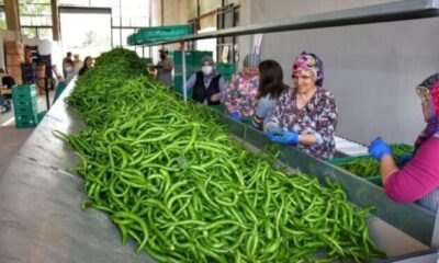 Yeşil sivri biberde ‘Yenişehir’ tescili