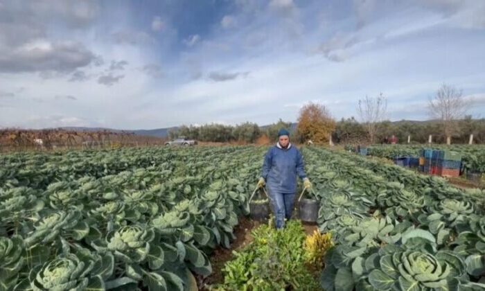 Bursa’nın İznik ilçesinde sezonda 12 bin ton Brüksel lahanası ihraç ediliyor