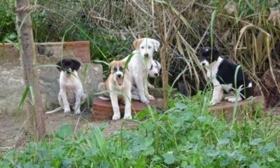 Annelerinin terk ettiği yavru köpeklere site sakinleri sahip çıktı