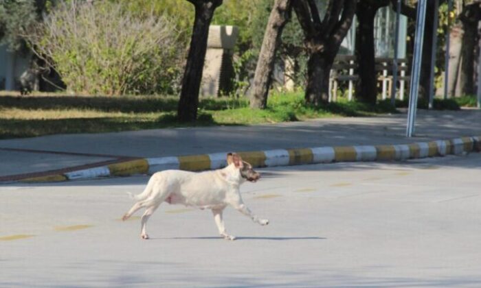 Rektörden, kampüs içinde başıboş köpek isyanı