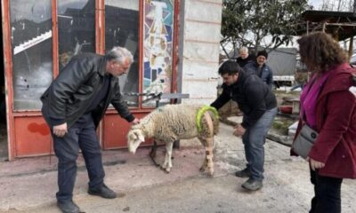 Bacağı kırılan koyuna sanayide aparat yaptılar