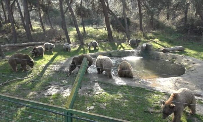 Felç olan ayı, tedaviyle ayağa kalktı