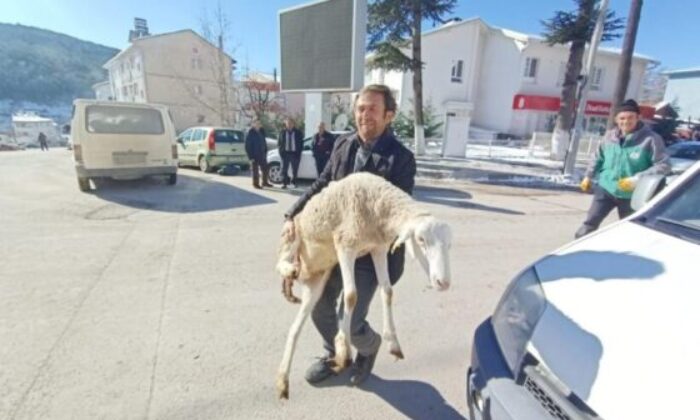 Bursalı çobanlar deprem bölgesine 40 koyun bağışladı