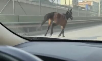 Başıboş atlar trafiği tehlikeye sokuyor