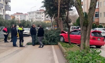 Alkollü sürücü ağacı devirerek durabildi