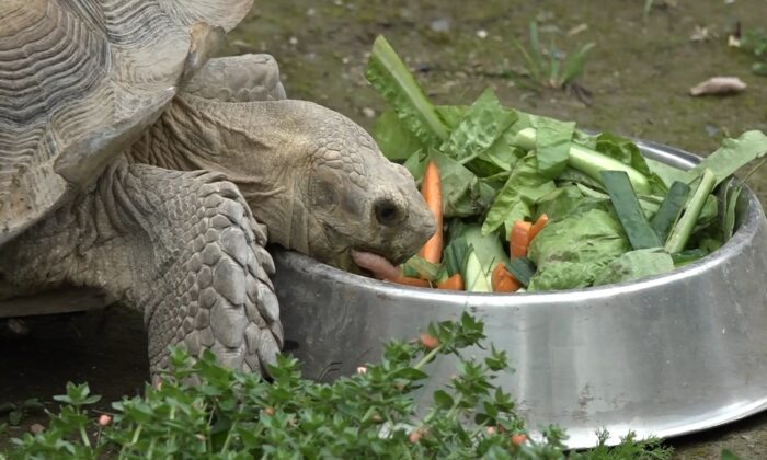 Zoopark’taki kaplumbağalara Dünya Kaplumbağa Günü’nde ziyafet