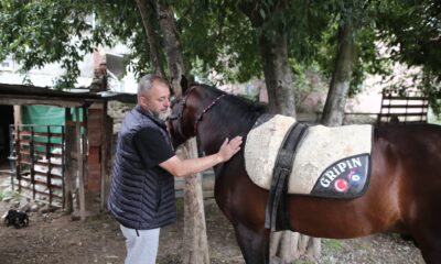 “Uludağ” isimli tay annesinin karnındayken satıldı