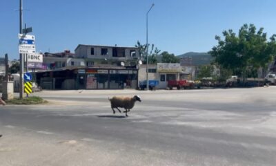 Bursa’da kurbanlık koç trafiği birbirine kattı