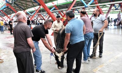 Osmangazi’de hijyenik kurban kesimi