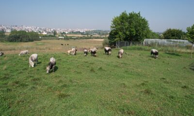 Türkiye’nin ‘Boz sığır’ ırkı koruma altına alındı