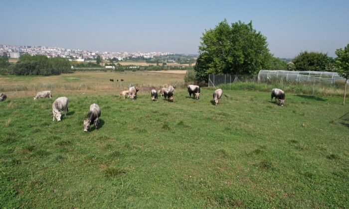 Türkiye’nin ‘Boz sığır’ ırkı koruma altına alındı