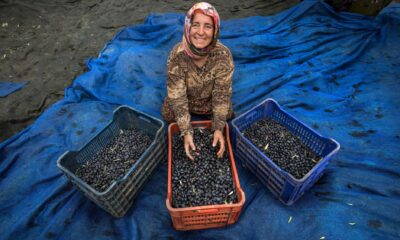 Zeytin hasadı için geri sayım başladı