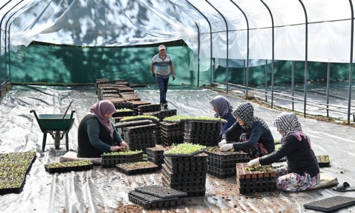 Bursa’nın çiçekleri, dağ bölgesinde açıyor