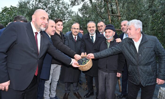 Orhangazi’de de zeytin hasadı başladı