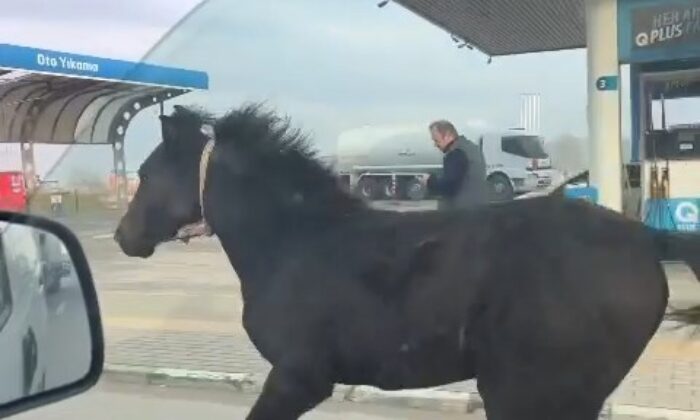 Bursa caddelerinde başıboş tay adeta araçlarla yarıştı