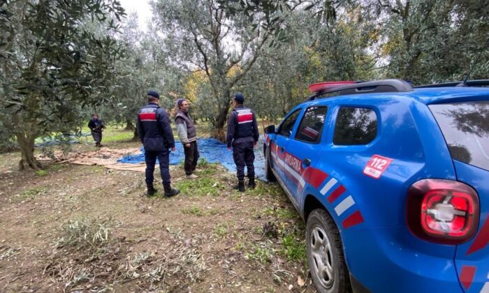 Zeytin hırsızlarına karşı jandarma tedbir aldı