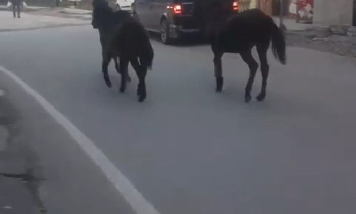 Bursa’da başıboş atlar trafiğe çıktı