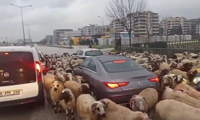 Bursa’da koyun sürüsü çevre yoluna çıktı, trafikte uzun kuyruklar oluştu