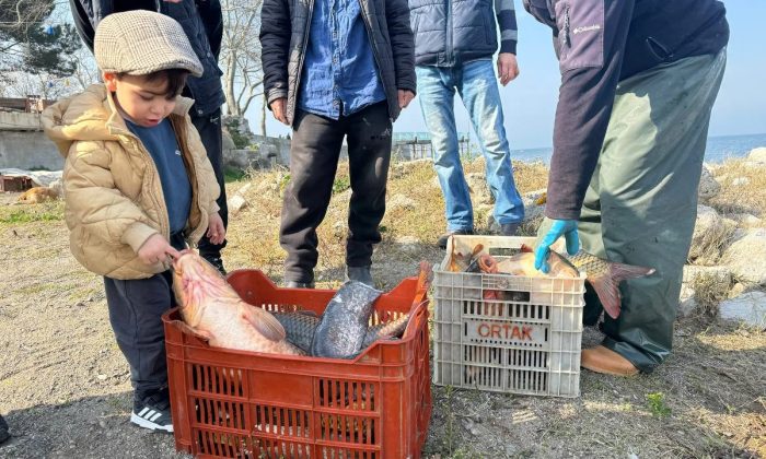 İznik Gölü’nde sazan bereketi