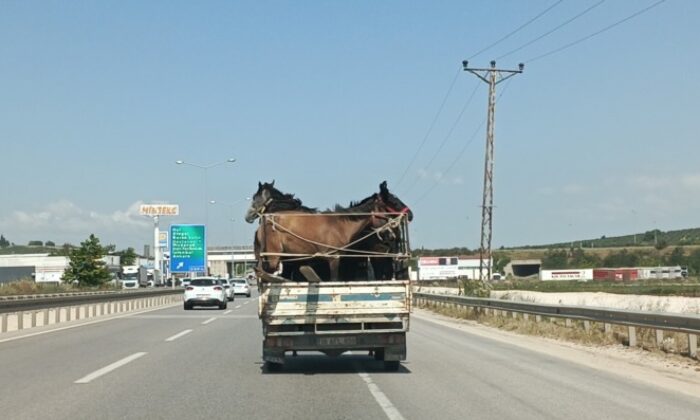 Kamyonetin kasasına 5 adet at sığdırdı