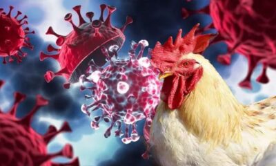 DSÖ’den korkutan açıklama!  A(H5N2) kaynaklı ilk ölüm