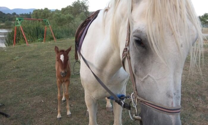 Kısır sanılan at, 10 yıl sonra ilk kez doğum yaptı