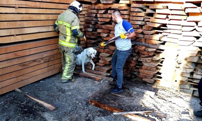 Kerestelerin arasına sıkışan köpeği itfaiye kurtardı