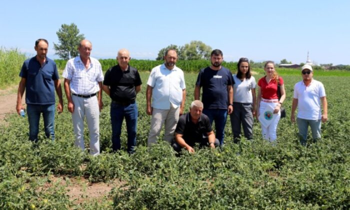 Karacabey ovasında fitotoksitite tehlikesi