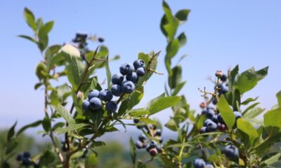 İnegöl’de yaban mersi hasadı başladı