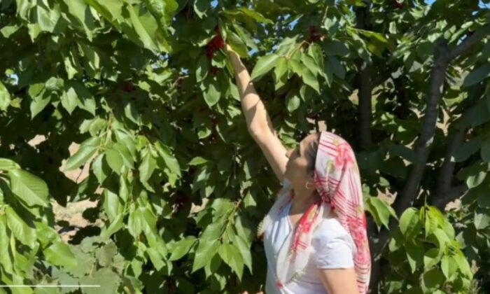 Evinde anne, tarlada çiftçi, mağazada patron