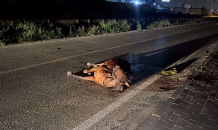 Başıboş ata çarpıp kaçtı, arkasına bile bakmadı