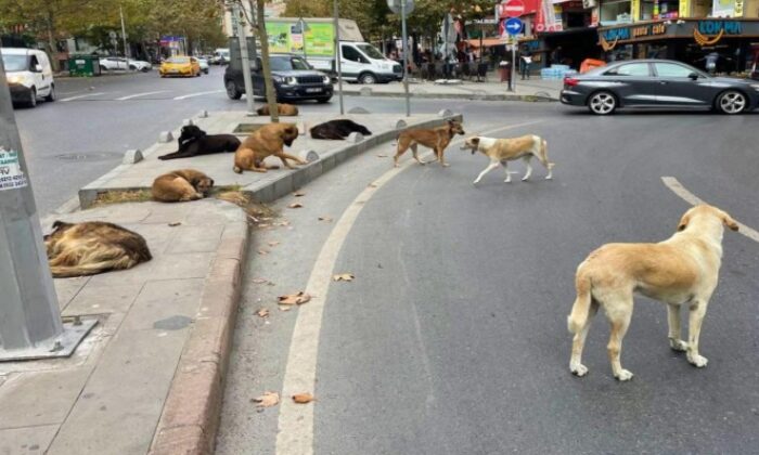 Başıboş köpeklere yönelik kanun teklifinin ilk 5 maddesi kabul edildi