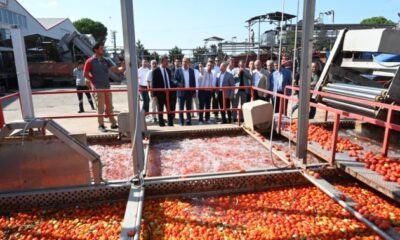 Domates tarlada kalmayacak, Bakanlıktan salça fabrikalarına destek geldi