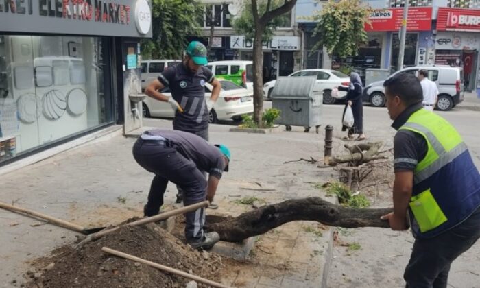 Büyükşehirden çevre duyarlılığı