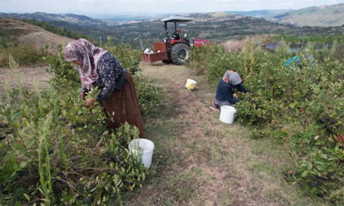 Hücreleri yeniliyor, diabete iyi geliyor şimdi pazar arıyor