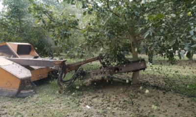 Ceviz hasadından 60 bin ton rekolte bekleniyor