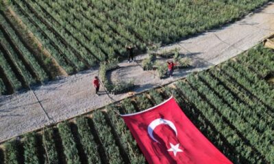 Cumhuriyetin 101. yılı için zeytin fidanlarıyla Türk Bayrağı’nı oluşturdu