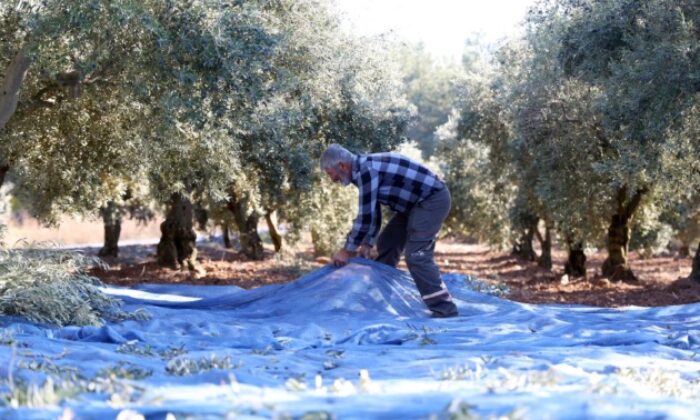 Mudanya Belediyesi zeytin üreticisinin yanında