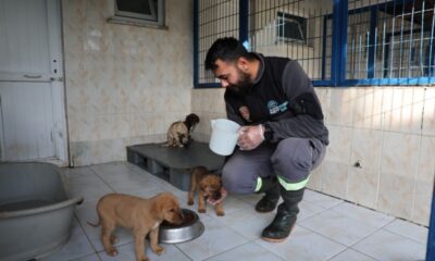 Sahipsiz canlar sıcak yuvalarını bekliyor