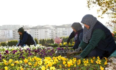 300 bin kış çiçeği toprakla buluşuyor