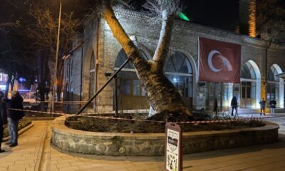 Bursa’da 550 yıllık çınar, tarihi İshakpaşa Camii’nin üzerine devrildi